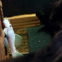 Coppia ancistrus Snow White
