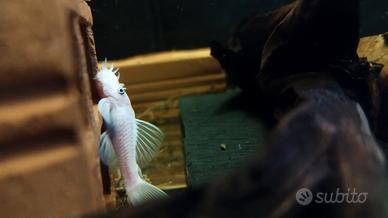 Coppia ancistrus Snow White