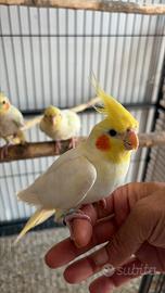 Calopsitta allevata a mano