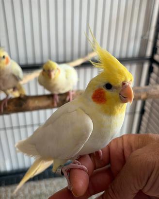 Calopsitta allevata a mano