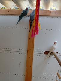 Papagalli parrochetto