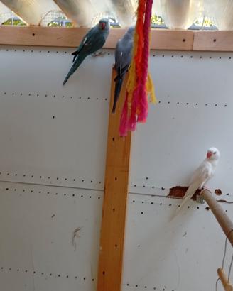 Papagalli parrochetto