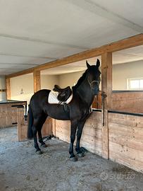 Cavallo