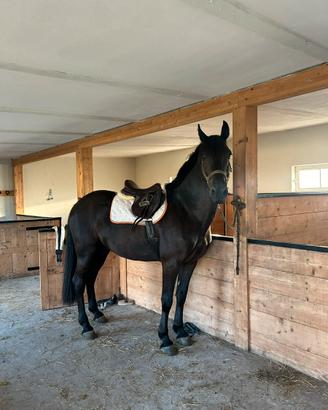 Cavallo