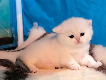 Cuccioli British shorthair colorpoint