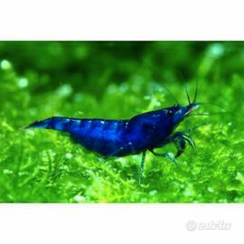 Neocaridina blue dream