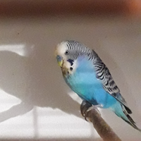 Cocoriti maschi e femmine