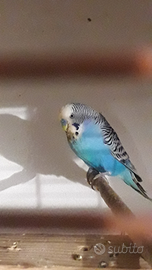 Cocoriti maschi e femmine