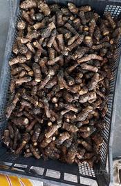 Occhielli Tema, Ovuli di Carciofo senza spine