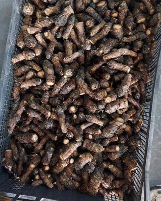 Occhielli Tema, Ovuli di Carciofo senza spine