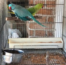 2 Coppie parrocchetti dal collare