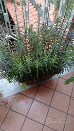 piante grasse 