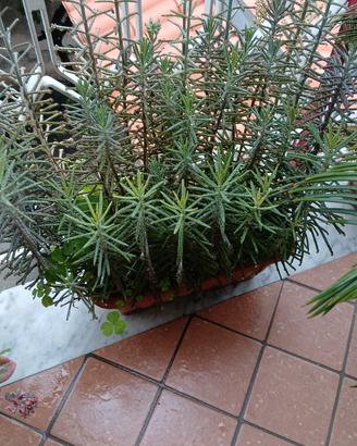 piante grasse 