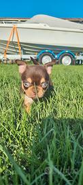 Cuccioli di chihuahua con pedigree