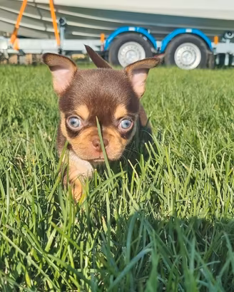 Cuccioli di chihuahua con pedigree