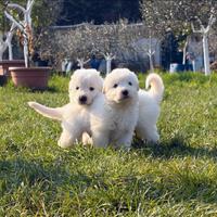 Cuccioli di maremmano