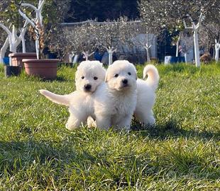 Cuccioli di maremmano