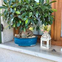 Bonsai Ficus Ginseg di 20 anni