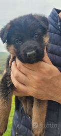 Cuccioli di pastore tedesco a pelo corto