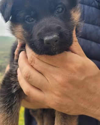 Cuccioli di pastore tedesco a pelo corto