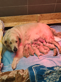 Cuccioli golden retriever