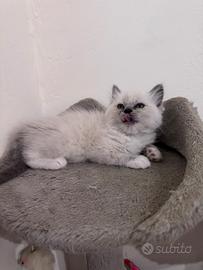 Ragdoll disponibile