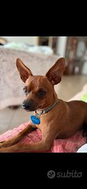 Pinscher di 2 anni