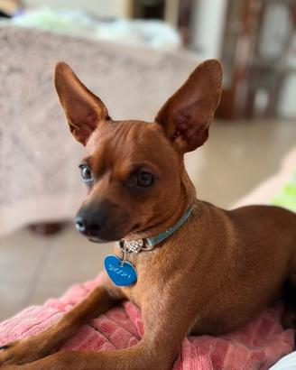 Pinscher di 2 anni