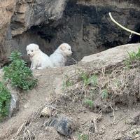 2 sorelline randagie