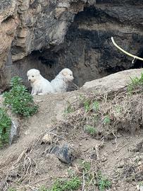 2 sorelline randagie