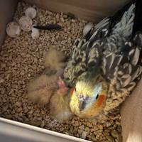 Pulli inseparabile e calopsite