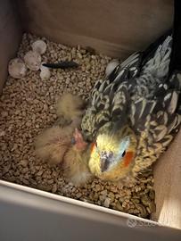 Pulli inseparabile e calopsite