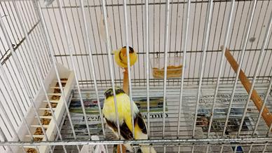 Coppia Canarini Gloster