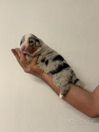 Cuccioli Australian Shepherd / Pastore Australiano
