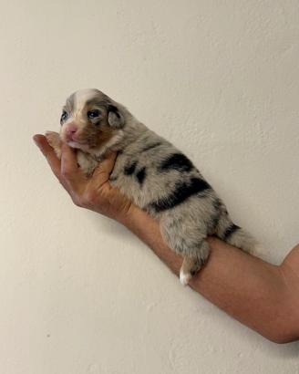 Cuccioli Australian Shepherd / Pastore Australiano