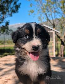 Splendidi cuccioli di pastore australiano