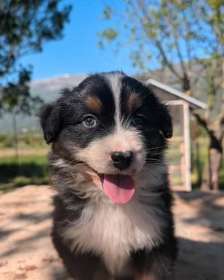 Splendidi cuccioli di pastore australiano