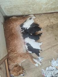 Cuccioli selezionati da Tartufo