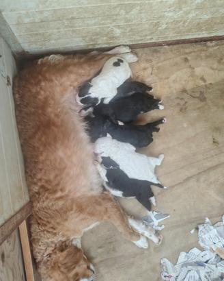 Cuccioli selezionati da Tartufo