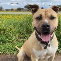 Femmina Amstaff pura con pedigree