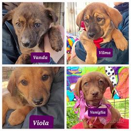 Cuccioli maschi e femmine