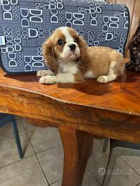 Cuccioli di cavalier King
