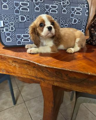 Cuccioli di cavalier King