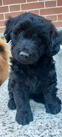 Cuccioli di cane taglia piccola