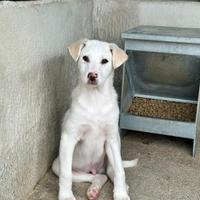 Cucciolo taglia medio grande