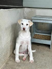 Cucciolo taglia medio grande