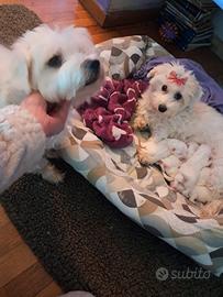 Cinque splenditi cuccioli di maltese toy