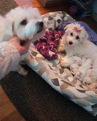 Cinque splenditi cuccioli di maltese toy