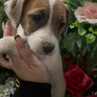 Jack russell