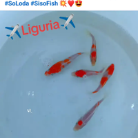 Carpe Koi e tutti pesci